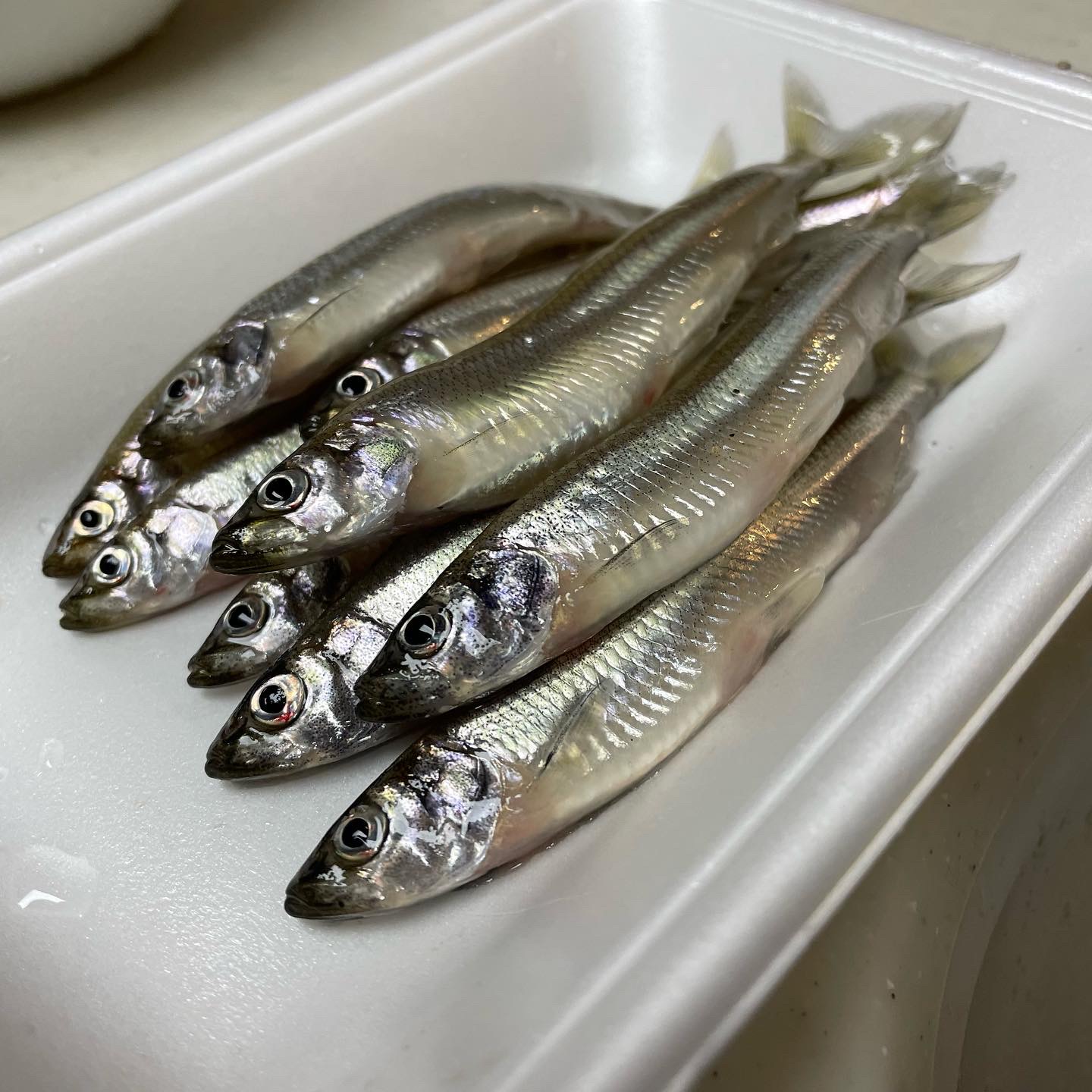 琵琶湖西岸 年末 極寒のワカサギ掬いへgo 初心者 麺と釣人